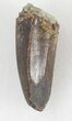 Serrated, Allosaurus Tooth With Sandstone Impression #36385-4